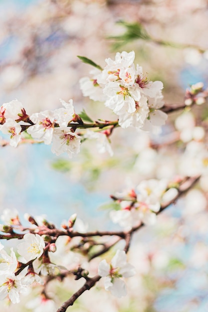 Красивые цветы миндаля в дереве с голубым небом позади весной