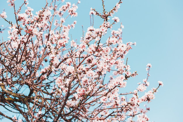 Beautiful almond flowers in the tree with blue sky behind in spring