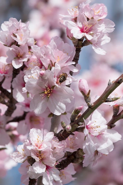 Beautiful almond trees