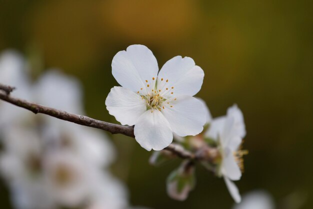 Beautiful almond trees