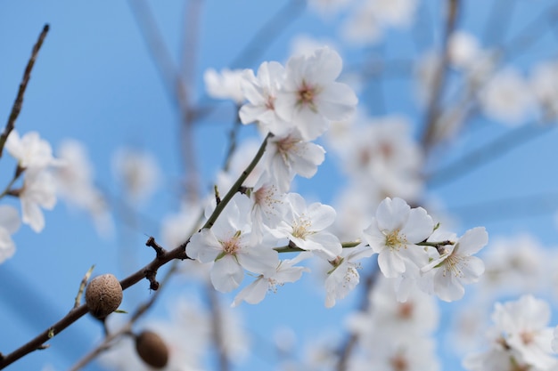 Beautiful almond trees