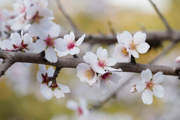 Beautiful almond trees