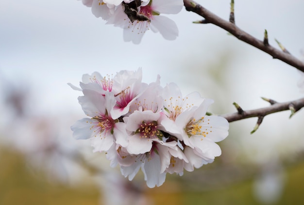 Beautiful almond trees