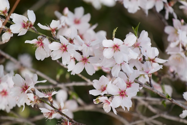 Beautiful almond trees