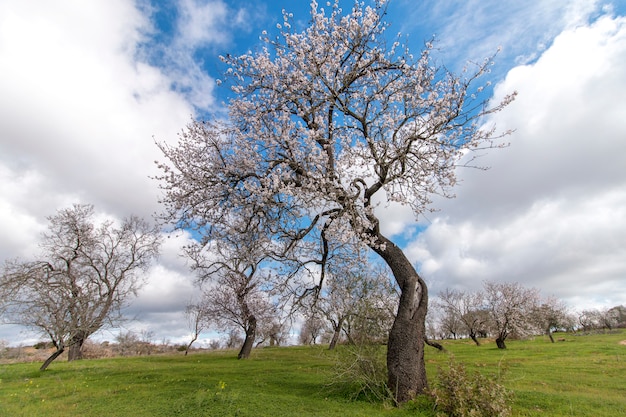 Beautiful almond trees