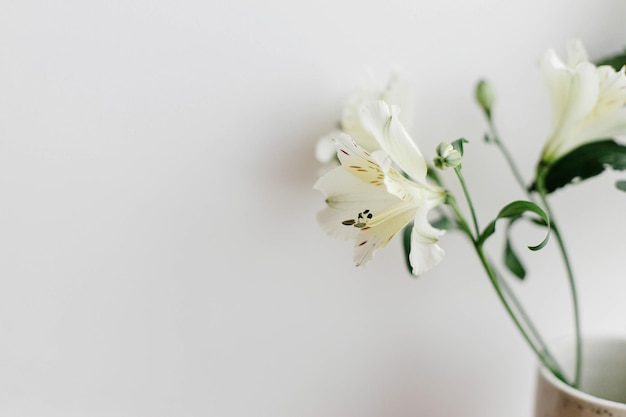 Beautiful alstroemeria flower Stylish floral wallpaper peruvian lily white petals