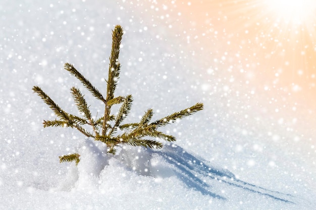 Beautiful amazing Christmas winter mountain landscape. Small young green fir tree spruce growing alone in deep snow on cold sunny frosty day on clear bright colorful snowflakes copy space background.