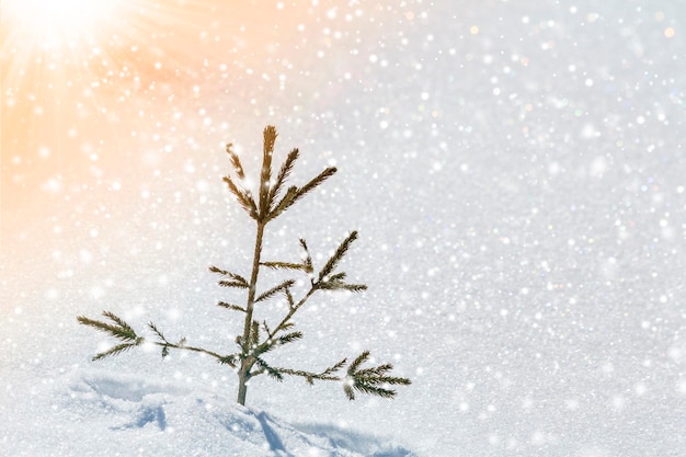 Beautiful amazing Christmas winter mountain landscape Small young green fir tree spruce growing alone in deep snow on cold sunny frosty day on clear bright colorful snowflakes copy space background