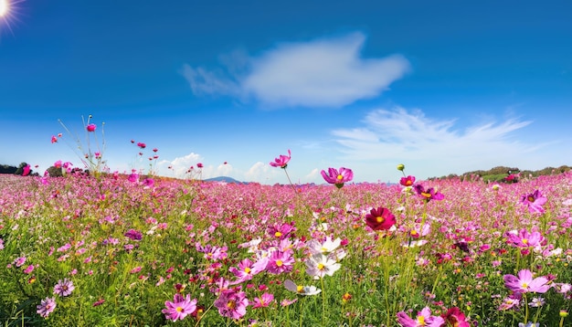Foto bellissimo e sorprendente paesaggio del campo di fiori dell'universo