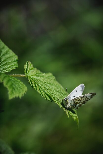 The beautiful and amazing image of the butterfly and flowers