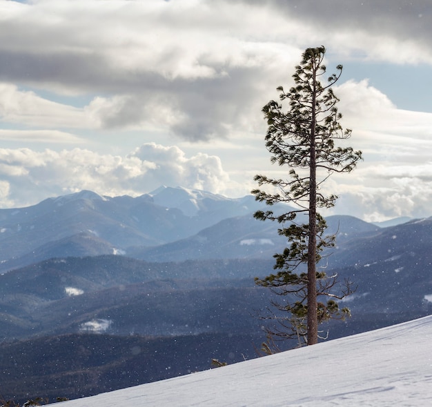 Bellissimo paesaggio invernale con ampia vista. pino alto da solo sul pendio ripido della montagna nella neve profonda il giorno soleggiato gelido freddo sullo spazio della copia del cielo nuvoloso e delle montagne legnose