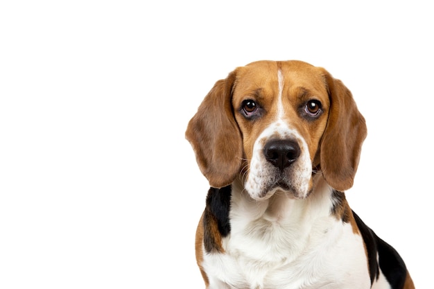 Beautiful american beagle dog sitting on a white background looking at camera