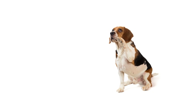 Beautiful american beagle dog sitting on a white looking at aside