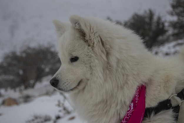 Photo the beautiful american eskimo dog was happy during falling the snow in jordan