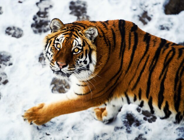 Beautiful Amur tiger on snow Tiger in winter forest