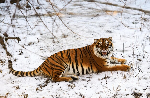 Photo beautiful amur tiger on snow tiger in winter forest