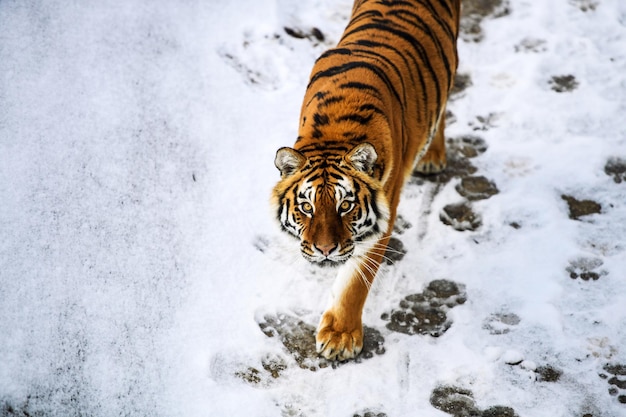 Beautiful Amur tiger on snow Tiger in winter forest