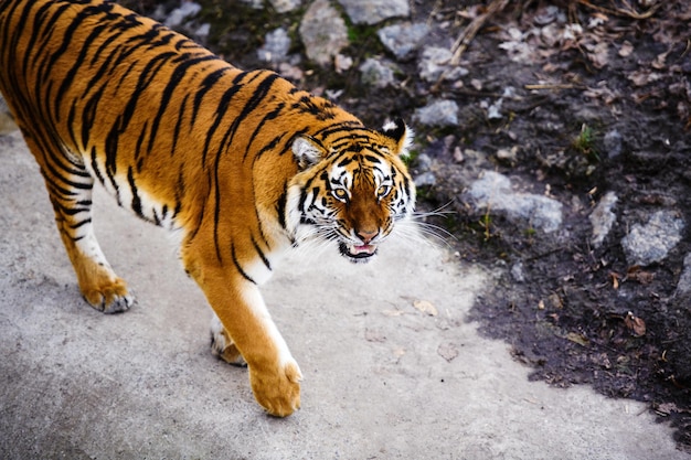 Beautiful amur tiger