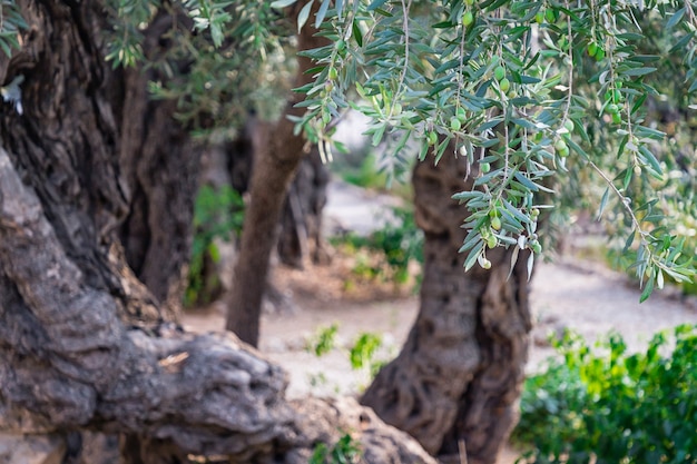 Beautiful ancient olive trees in Gethsemane garden in Jerusalem Israel