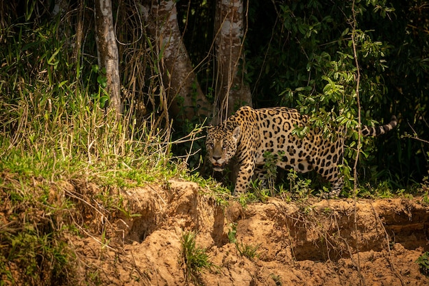 写真 自然の生息地で美しく絶滅の危機に瀕しているアメリカのジャガーパンテーラオンカ野生のブラジルブラジルの野生動物パンタナルグリーンジャングル大きな猫