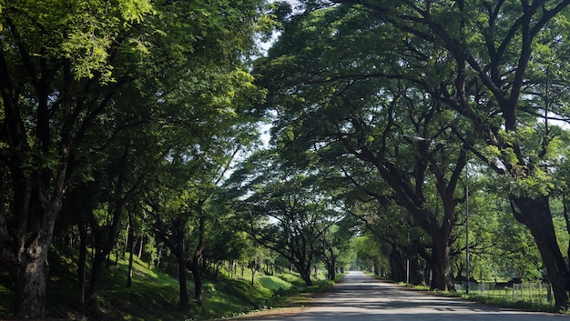 写真 スコータイの美しく環境に優しい道路、タイ