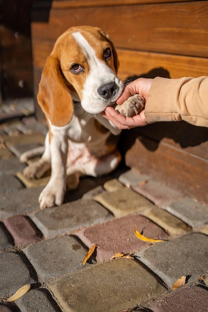 写真 美しくて面白いビーグルの子犬犬、賢く訓練された子犬が、近くの路上で飼い主に足を与える