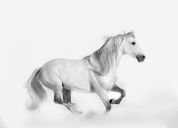 Beautiful andalusian stallion Shot in high key style