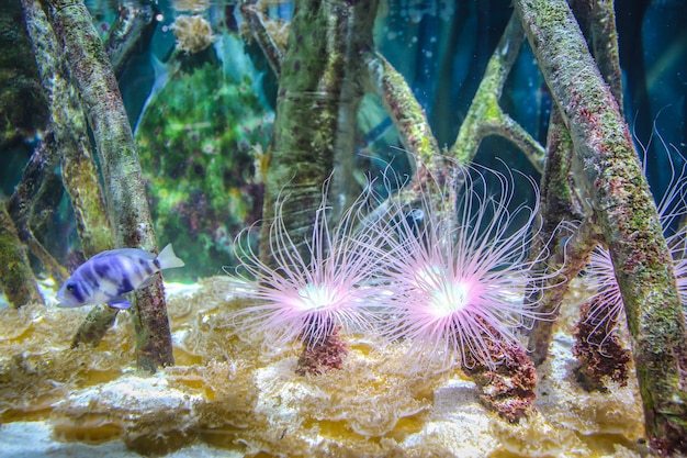 Beautiful anemone and fish on a coral reef.