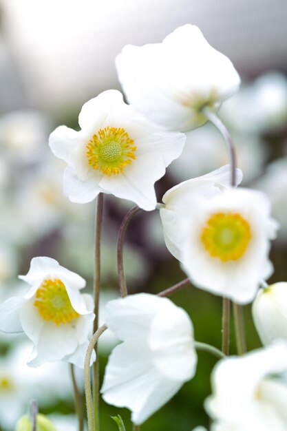 Beautiful anemone at the garden