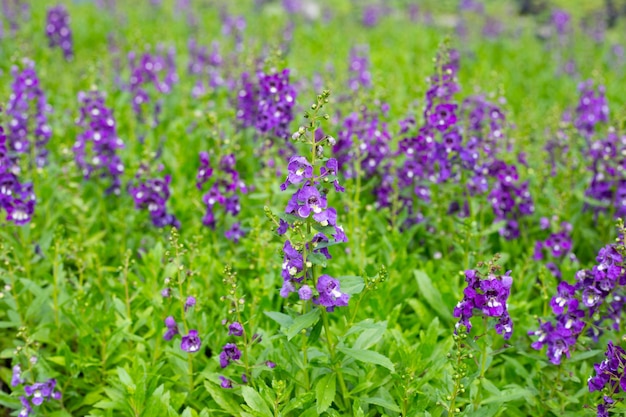 Красивый бентос angelonia goyazensis в парке