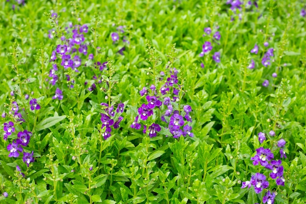 Beautiful angelonia goyazensis benth in the park