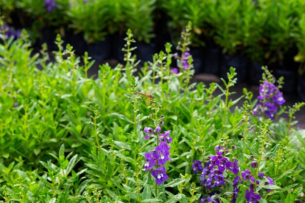 Photo beautiful angelonia goyazensis benth in the park