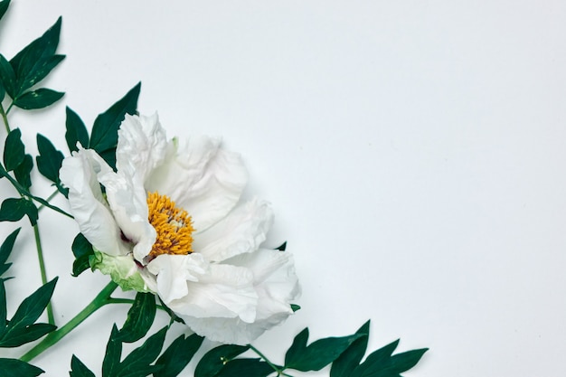 Beautiful angular frame made of white peony and green leaves with place under text as layout for postcard isolated on white