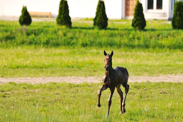 美しい動物の馬の屋外で走って楽しんでください