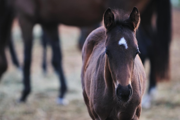 美しい動物の馬の屋外で走って楽しんでください