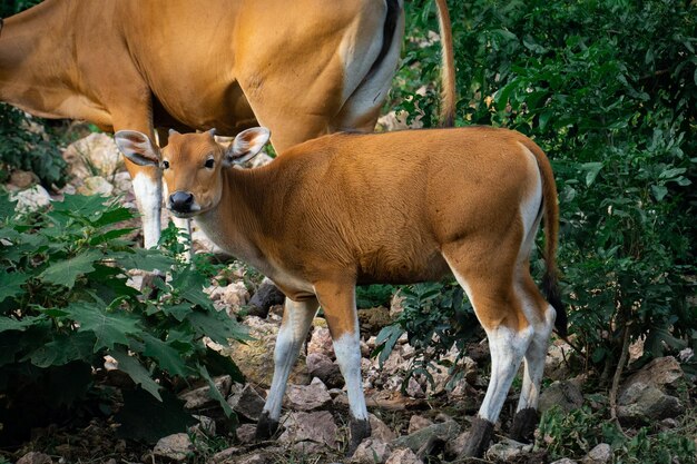 Foto belle immagini di animali