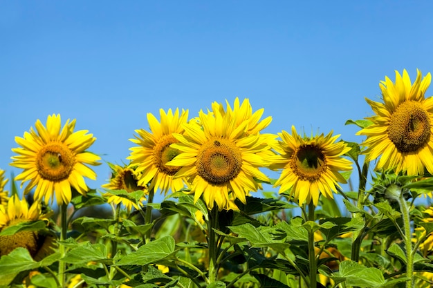 Beautiful annual sunflower in the field