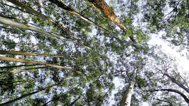 구달루르(Gudalur)에서 우티(Ooty) 도로까지 맑은 하늘을 배경으로 삼림에 있는 유칼립투스 나무의 아름다운 개미 전망 관광객을 위한 자연 패턴의 놀라운 풍경