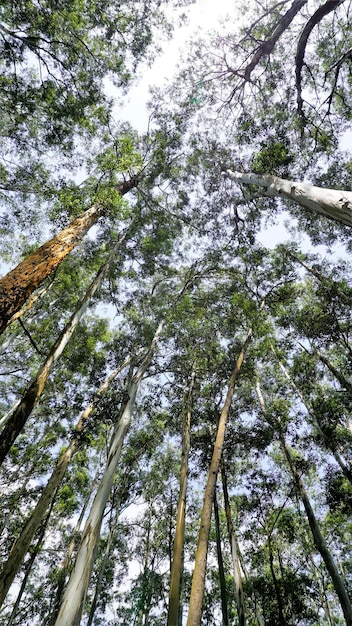 Красивый муравьиный вид на эвкалиптовые деревья в лесу и с ясным фоном неба в небе на дороге Гудалур-Ути Удивительный пейзажный вид на природный узор для туристов
