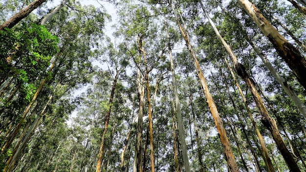 Beautiful ant view of eucalyptus trees in forest and with clear
sky background in sky at gudalur to ooty road amazing landscape
view of natural pattern for tourists