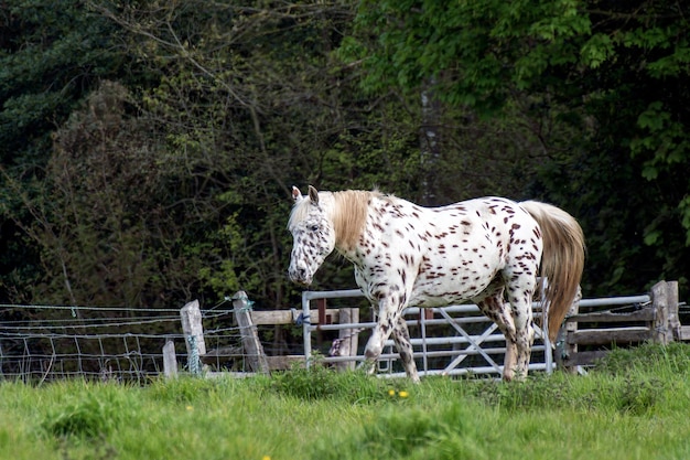 Beautiful Appaloosa horse