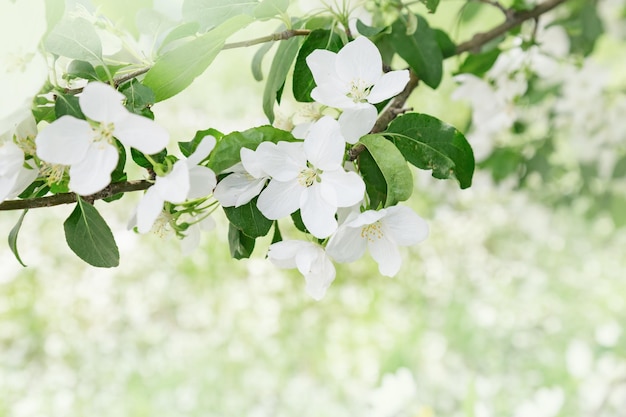 Beautiful Apple blossom Spring time in nature flowery blurred background Flowering tree Soft focus