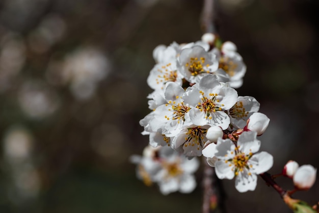 Красивый белый цветок яблони