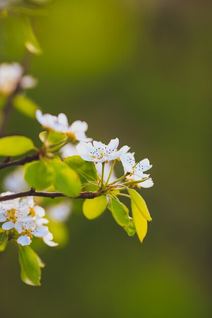 Beautiful apple tree branch with sun