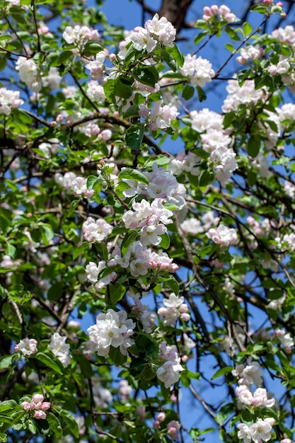 Un bellissimo melo durante la fioritura con fiori bianchi