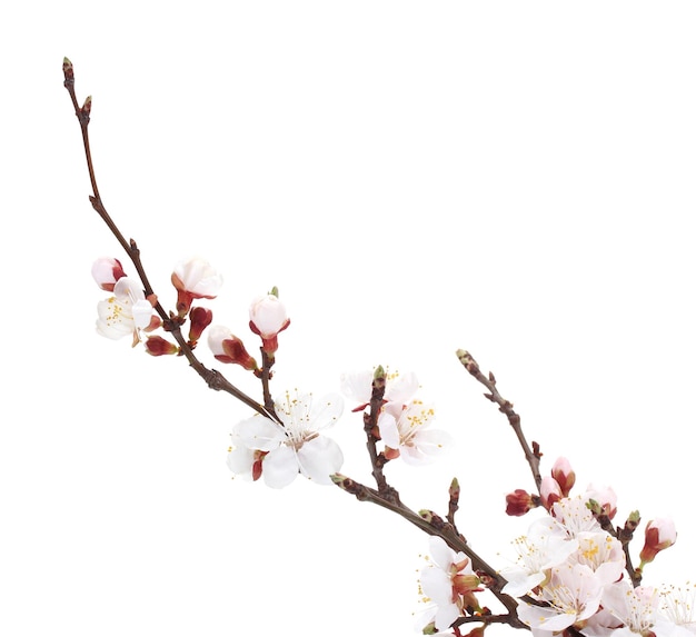 Beautiful apricot blossom isolated on white