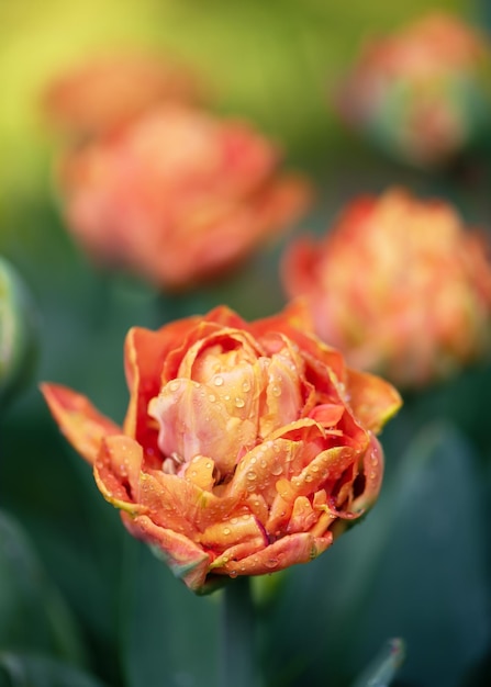 Beautiful apricot orange double tulip with water dew drops in spring garden with blurred background