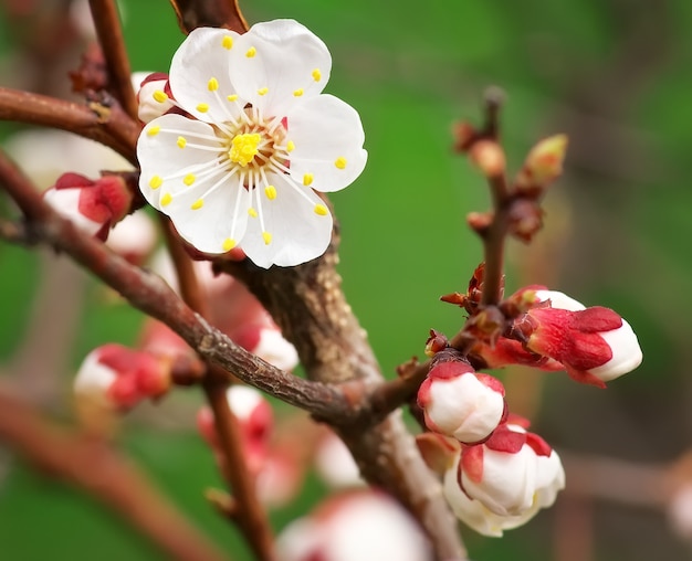 Beautiful apricot tree blossom flower