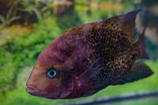 Bellissimo pesce d'acquario astronotusa