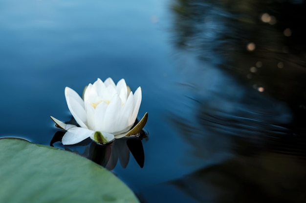 Красивое водное растение белая водяная лилия Nymphaea alba в чистом озере